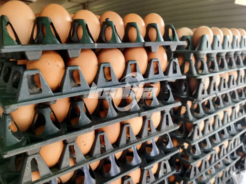 plastic egg tray