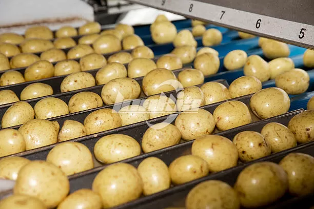 Selecting the Right Potato Sorting Machine for Your Processing Line