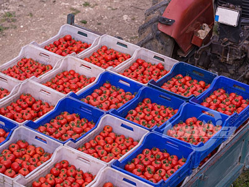 How Does A Tomato Sorting Machine Work?