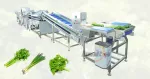 Parsley Vegetable Washing Line