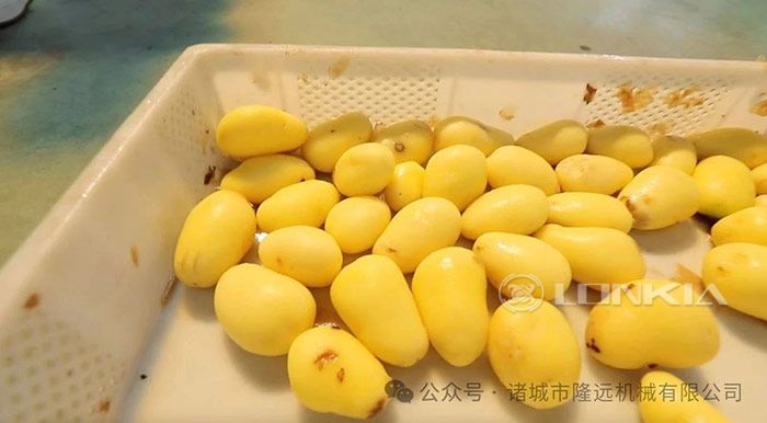 蒸汽去皮机出料成品