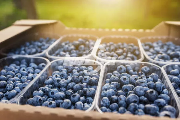 How to Build a High-Efficiency Blueberry Processing Plant?