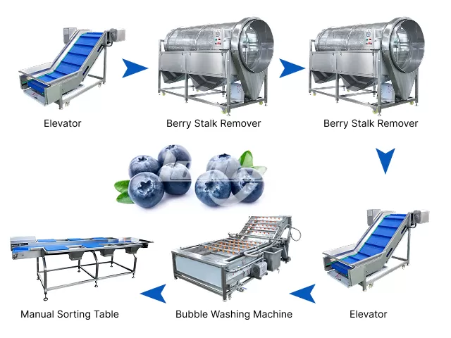 Blueberry Stem Removal and Washing Line