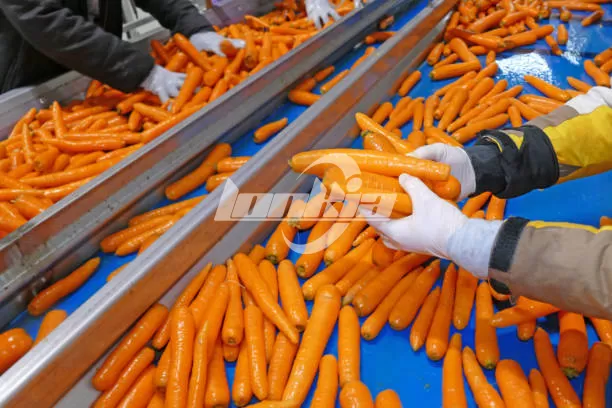 carrot processing