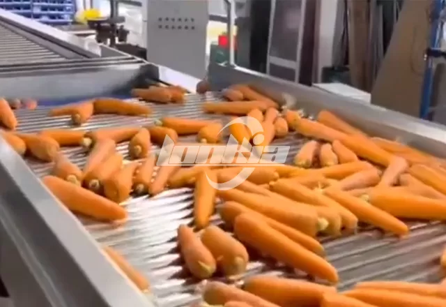 Carrot Sorting Machine