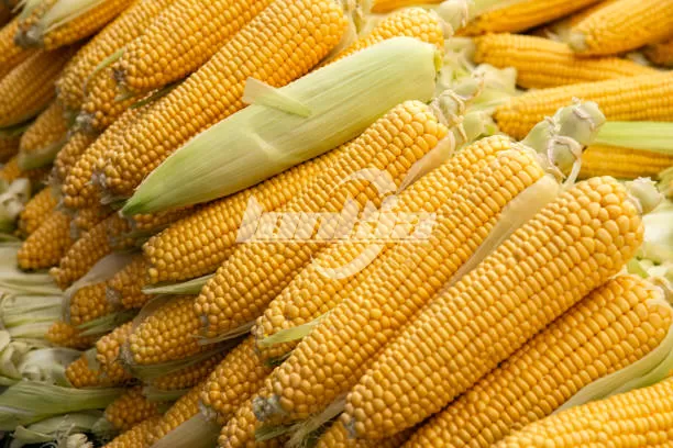 corns