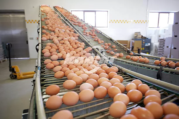 Egg Processing Line