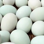 Cleaned Duck Eggs