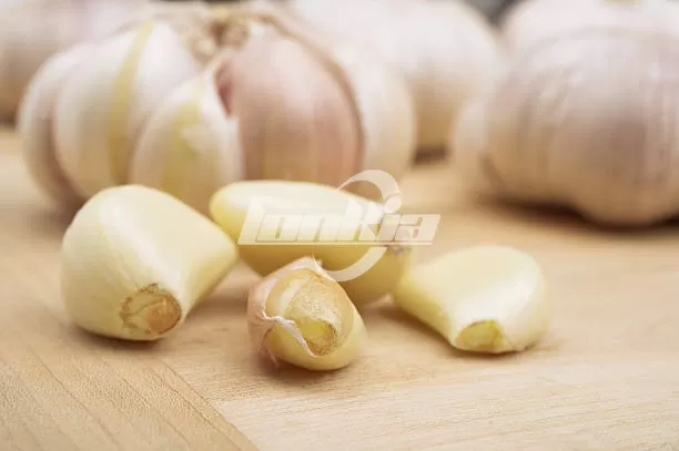 garlic