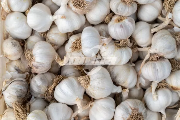 garlic