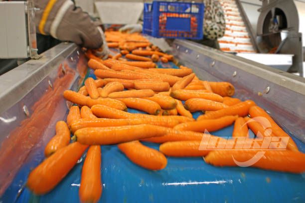 Carrot Sorting Machine for Sale: What Makes Lonkia Stand Out?