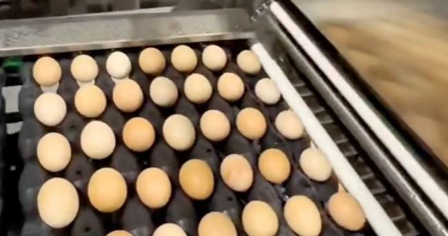 Egg Washing Line Flow Chart