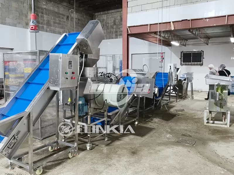 300kg/h Garlic Peeling Production Line Successfully Installed and Running in Jamaica