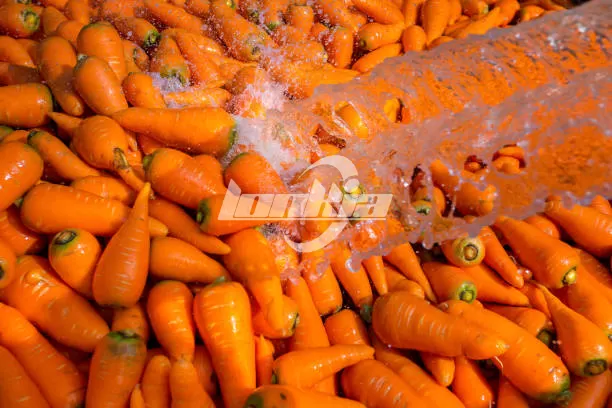 How Lonkia Carrot Washers Improve Cleaning Efficiency?