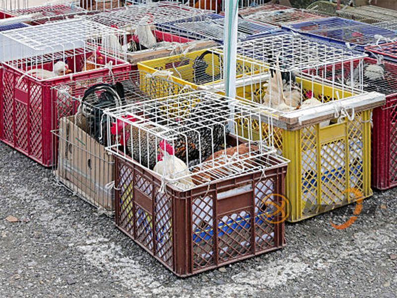 chicken cages