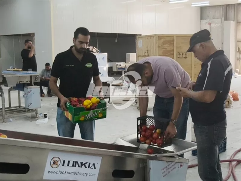 1 Ton/Hour Vegetable Processing Line for Sweet Pepper and Tomato to Jordan with Successful Installation