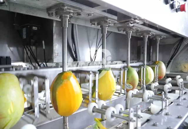 Amazing Mango Peeling Machine For Sale - LONKIA Machinery