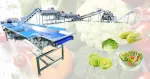 Salad Processing Line