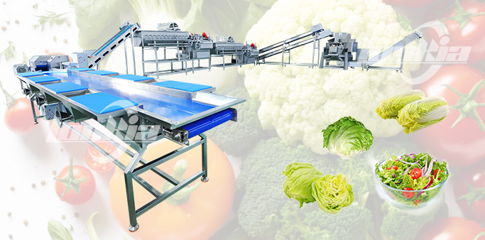 Salad Processing Line