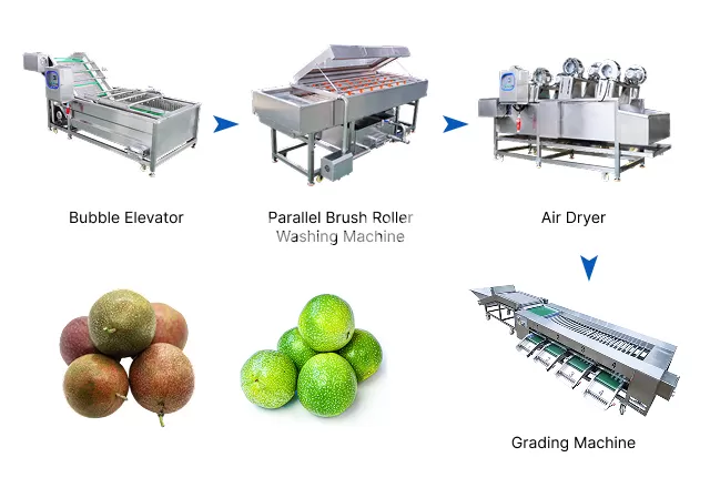 Passion Fruit Washing and Grading Line