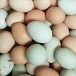Duck Eggs