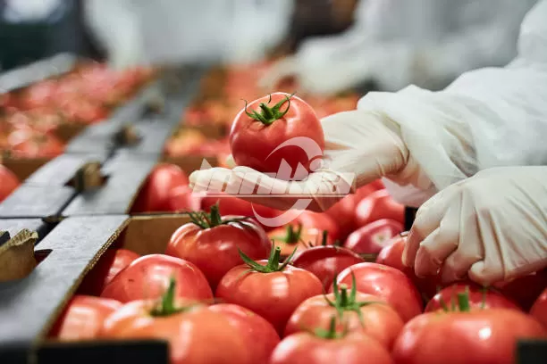 tomato
