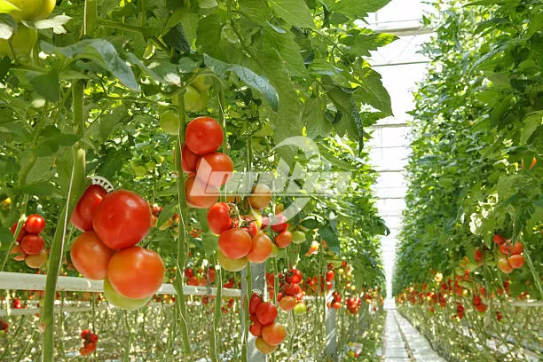 tomato farm