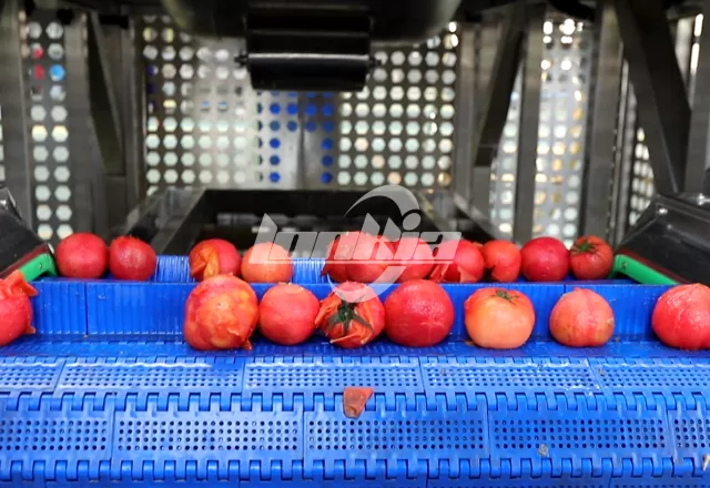 Tomatoes