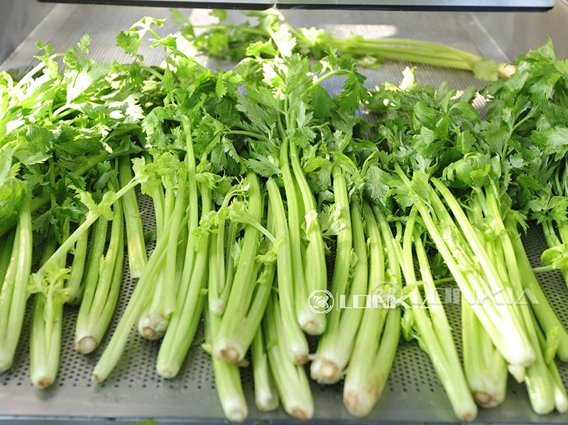 Celery